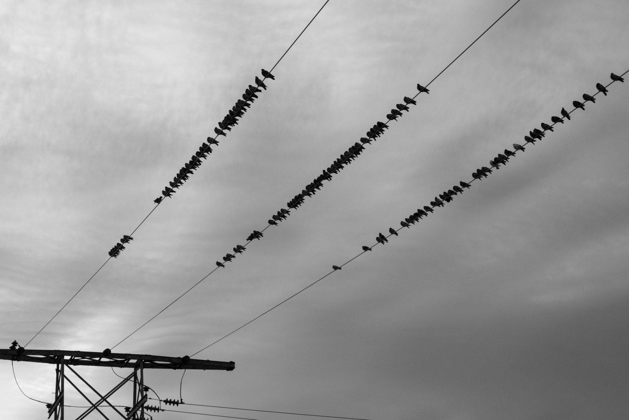vögel auf leitung (unsplash.com)